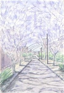 "Jacaranda Walk" 2017 [Pen & Watercolour wash, 30x21cm]