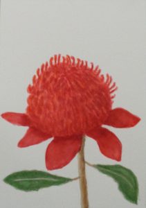"Waratah" 2026 [21x15cm] (Watercolour)
